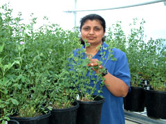 Newly appointed NSW DPI lucerne breeder Dr Shoba Venkatanagappa.