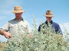 NSW Department of Primary Industries research agronomist Richard Maccallum and Condobolin Agricultural Research and Advisory Station manager Dean Patton take measurements of old man saltbush plants as part of the Grain & Graze trial.