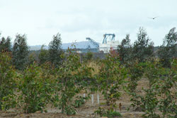 Experimental tree plantings at a mine near Ravensworth in the Upper Hunter Valley