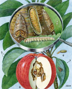 EH Zeck's illustration of a codling moth