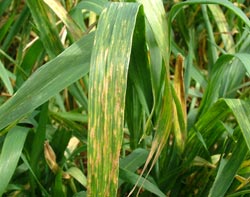 Wheat streak mosaic virus on wheat plant. <br />(Photo: Jan Edwards)