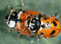The exotic ladybird <i>Hippodamia variegata</i> is being tested for use as a beneficial insect in greenhouses. Photo: V. Heimoana, Charles Sturt University