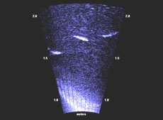 A school of mullet as depicted by the sonar camera.