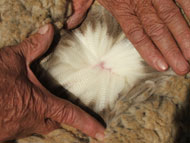 Visually checking merino wool