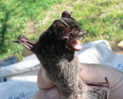 Gould's wattle bat is one of the more common insectivorous bats in rural areas. It usually avoids the interior of dense plantings.