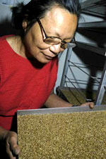In the Elizabeth Macarthur Agricultural Institute fruit fly factory, Laura Jiang checks pupae before they are sent for irradiation.