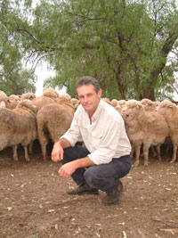 Orange-based NSW Department of Primary Industries researcher Pat Taylor with some of the QPLU$ Merino flock at Trangie.