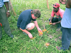 DPI 's Andrew Jessup and workers from Tamiloa farm in Lae inspecting fallen papaya for fruit fly.