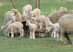 Ewes and lambs, fitted with electronic ear tags, during the trial at the Centre Plus stud at Tullamore.