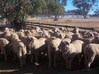 QPLU$ sheep show high return from careful breeding of existing flocks.