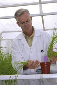 Dr Colin Wellings is urging farmers to try new wheat varieties.