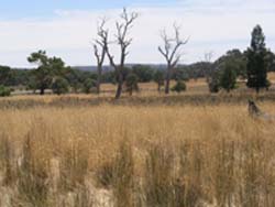 Perennial pastures have reduced recharge at Boorowa, on the NSW south-west slopes.