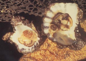The oyster with the light coloured digestive gland is a QX affected Sydney rock oyster. The larger oyster with a dark brown digestive gland is a normal Sydney rock oyster.